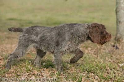 Griffon Korthals UHLAND DU RUISSEAU DE ROSSIGNOL Griffon Korthals UHLAND DU RUISSEAU DE ROSSIGNOL